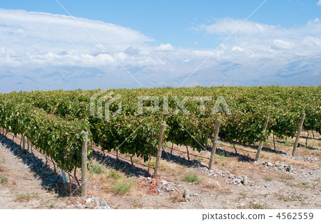 Vineyards of Mendoza, Argentina 4562559