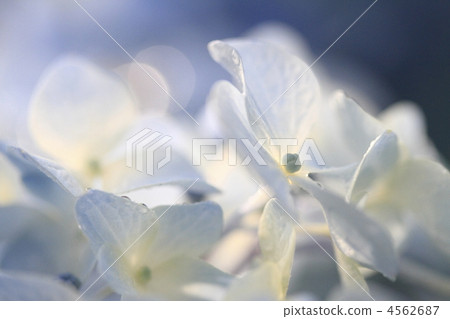 雨繡球花 4562687