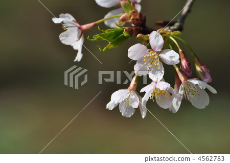 Tamao cherry tree born in Kamakura 4562783