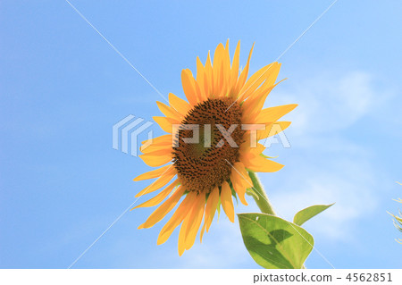 向日葵，中等，雲/側面/複製空間/單輪/藍天/背光/側面位置 4562851