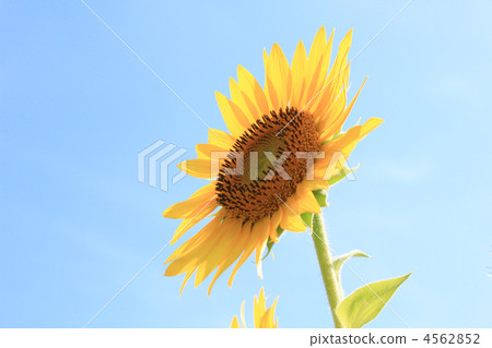 向日葵/中等/天空/側面輪廓/副本空間/一個輪子/藍天/背光/水平位置 向日葵/中等/天空/側面輪廓/副本空間/一個輪子/藍天/背光/水平位置 4562852
