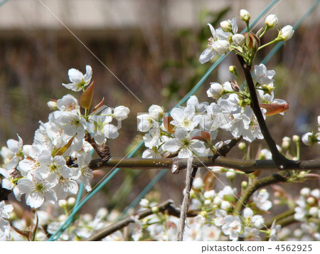 梨花 4562925