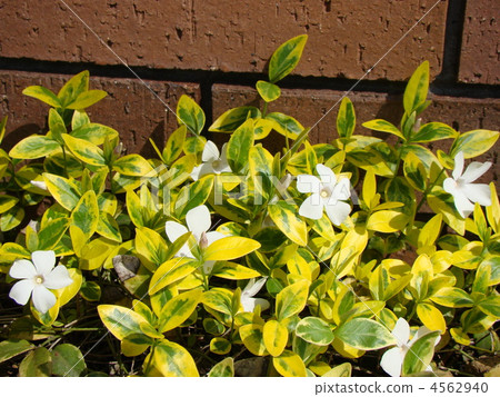 Periwinkle Periwinkle 4562940