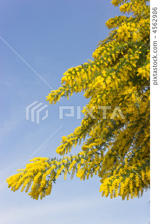 Mimosa Mimosa 4562986