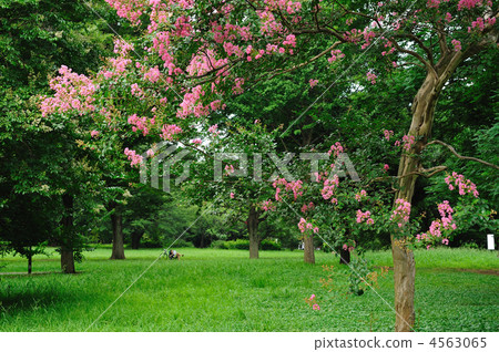 crape myrtle, lagerstroemia indica, bloom 4563065
