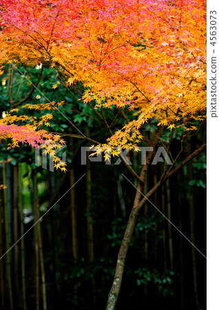 maple, yellow leafe, red leafe 4563073