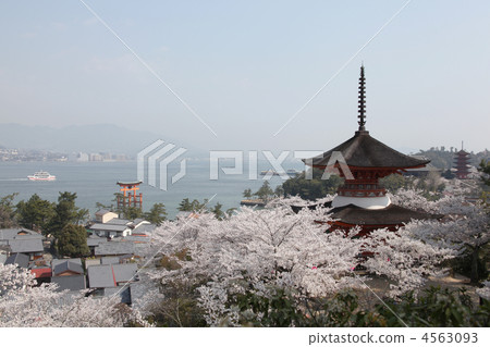 Towers of Miyajima and cherry blossoms 4563093