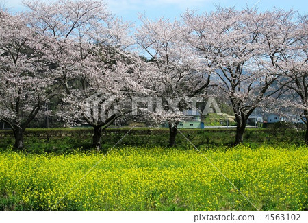 Cherry blossoms in Matsusaki 4563102