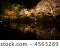 京都燈火通明 4563289