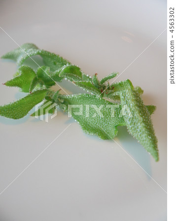 Ice plant 4563302