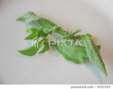 Ice plant 4563303