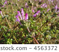 henbit, purple, petal 4563372