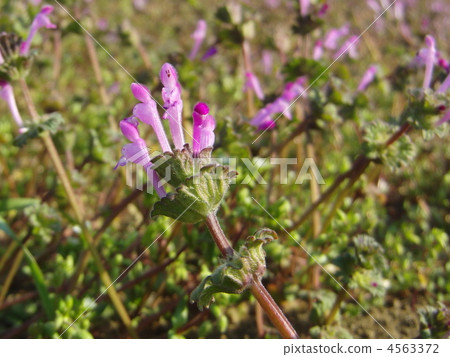 henbit, purple, petal 4563372