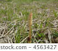horsetail, weed, weeds 4563427