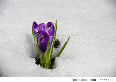 crocus, thaw, melting snow 4563444