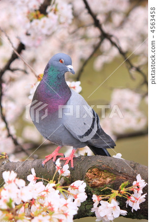dofe, dove, bird 4563458