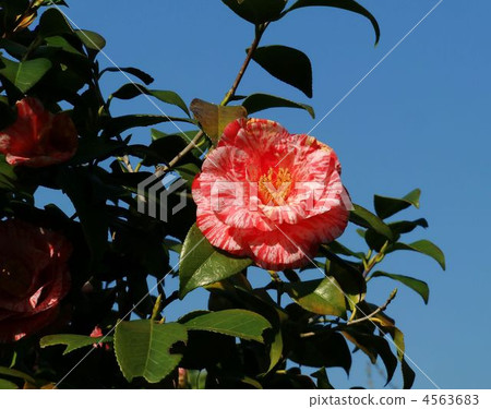 Camellia 4563683