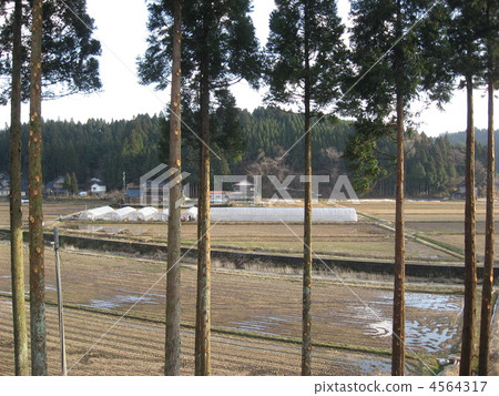 Coniferous trees and countryside 4564317