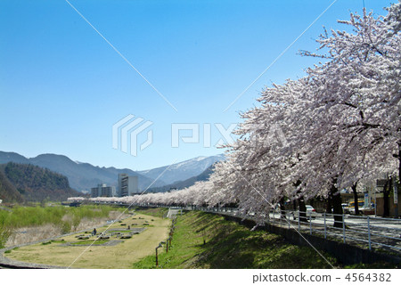 沿著Magigasakigawa河岸的櫻花 沿著Magigasakigawa河岸的櫻花 4564382