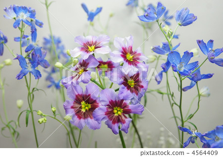 Delfinum和Leu Coco Lane鮮花, Delfinum和Leu Coco Lane鮮花, 4564409