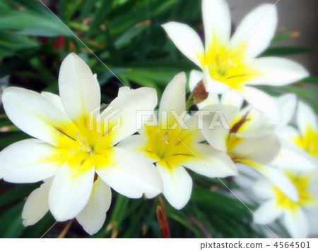 Tritonia·croquata 4564501