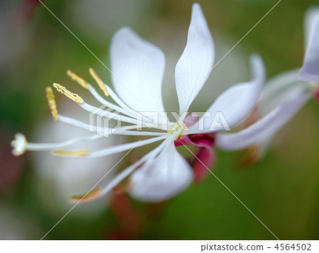 白馬島(白蝴蝶) 白馬島(白蝴蝶) 4564502