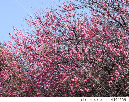 紅梅基（Yae） 4564539