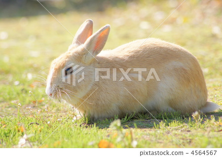 Usagi（側身） 4564567