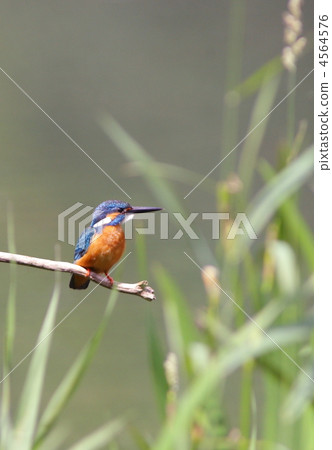 Kingfisher Kingfisher 4564576