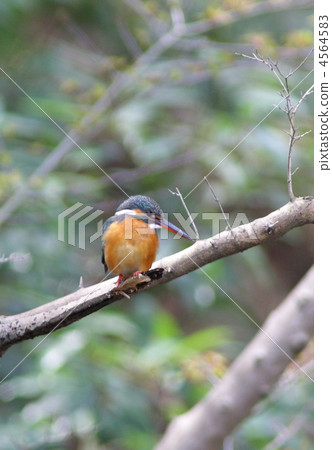 翠鳥瞄準獵物 翠鳥瞄準獵物 4564583