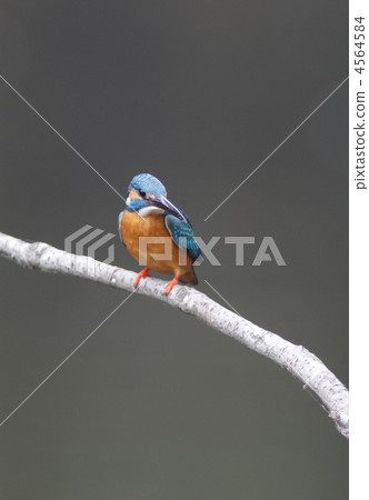 翠鳥瞄準獵物 翠鳥瞄準獵物 4564584