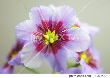  Leu Coco Leine 4564586