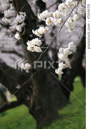 Cherry Blossoms	 4564639