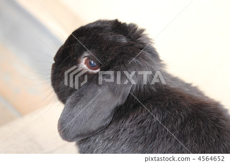 Holland Drop 2 4564652