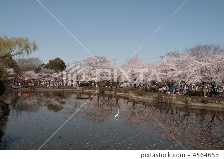cherry blossom, cherry tree, pond 4564653