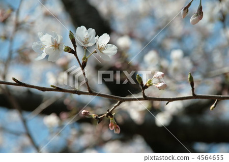 cherry blossom, cherry tree, sakura 4564655