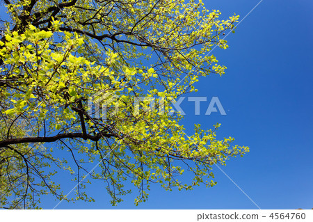 藍色鬱金香年輕葉子在街道樹的沿故宮和藍天的Hanzo護城河 4564760