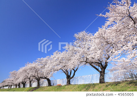 Cherry blossoms in the Sanagawa river 4565005
