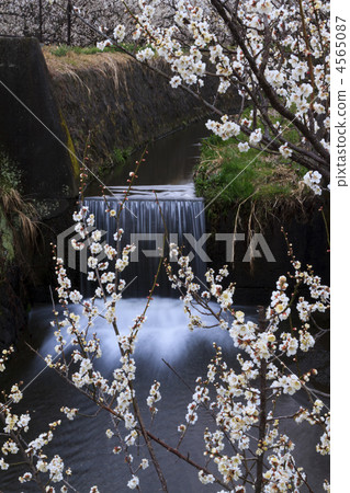 小溪 梅林 梅花 4565087