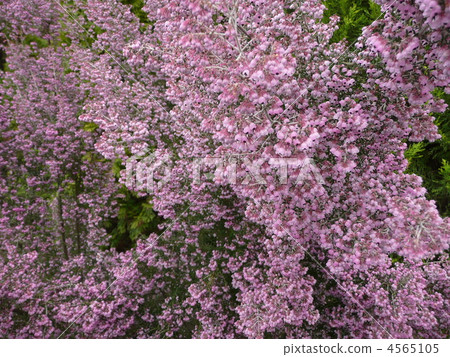 Janome Erika Janome Erika 4565105