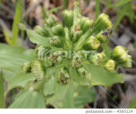 butterbur sprout, bloom, blossom 4565124