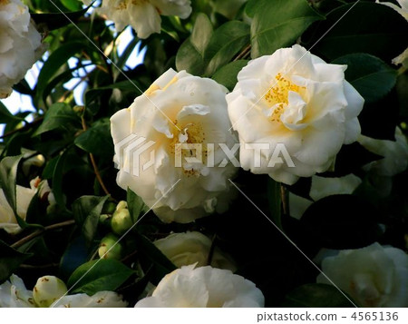 White camellia 4565136