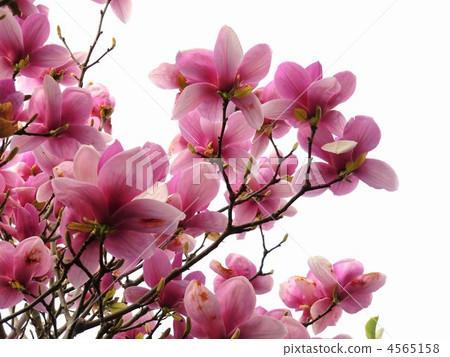 Magnolia Magnolia 4565158