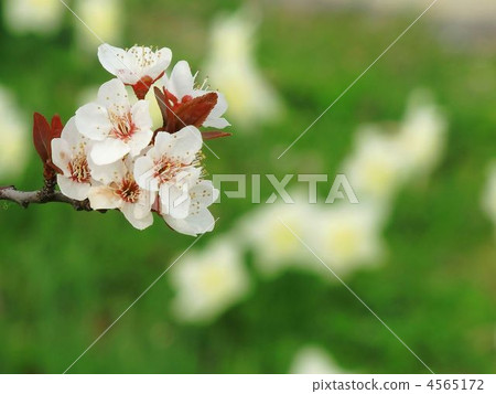 Flower of Venetrumomo 4565172