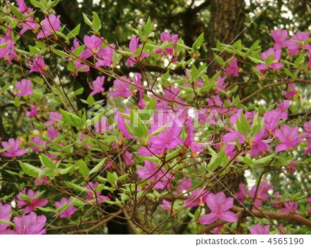 Yamato azalea 4565190