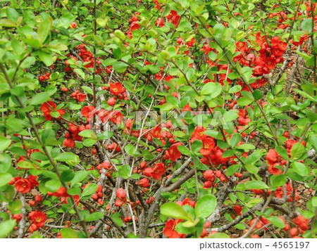 紅色花花花 4565197