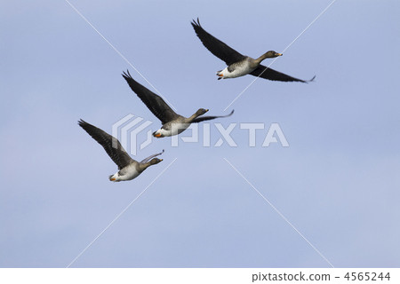 wild goose, goose, bird 4565244