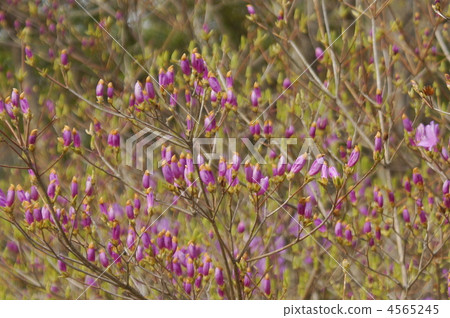 品紅 勃艮第 公園裡 4565245