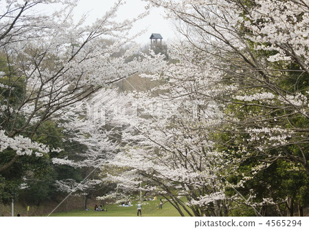 櫻花 櫻 賞櫻 4565294