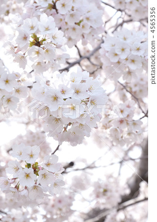 吉野櫻花盛開 吉野櫻花盛開 4565356